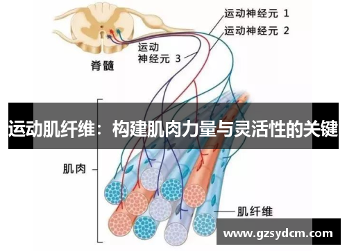 运动肌纤维：构建肌肉力量与灵活性的关键